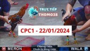 Đá gà thomo CPC1 ngày 22/01/2024