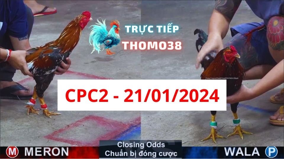 Đá gà thomo CPC2 ngày 21/01/2024