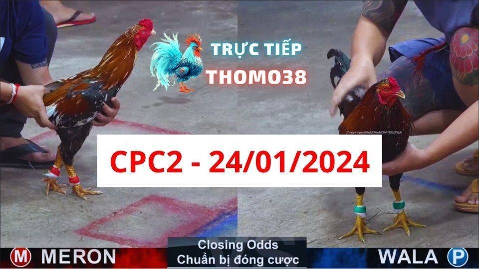 Đá gà thomo CPC2 ngày 24/01/2024