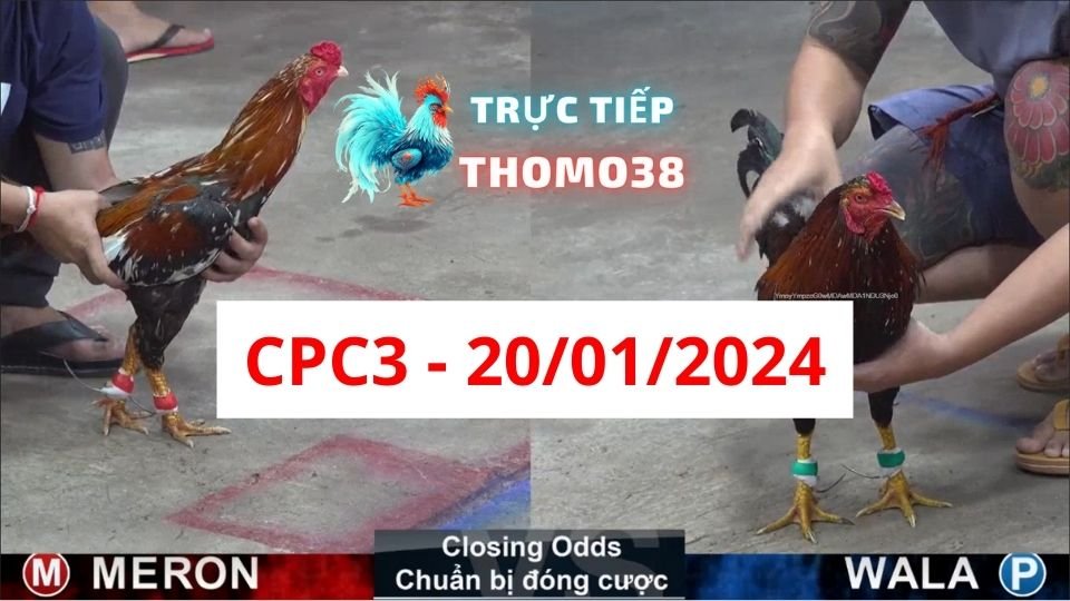 Đá gà thomo CPC3 ngày 20/01/2024