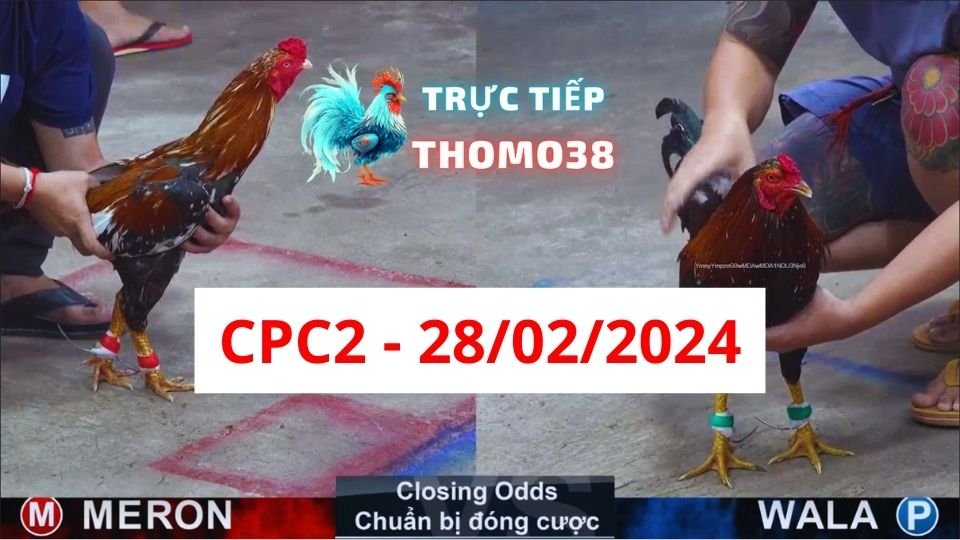 Đá gà thomo CPC2 ngày 28/02/2024