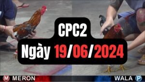 Đá gà thomo CPC2 ngày 19/06/2024