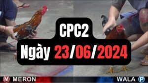 Đá gà thomo CPC2 ngày 23/06/2024