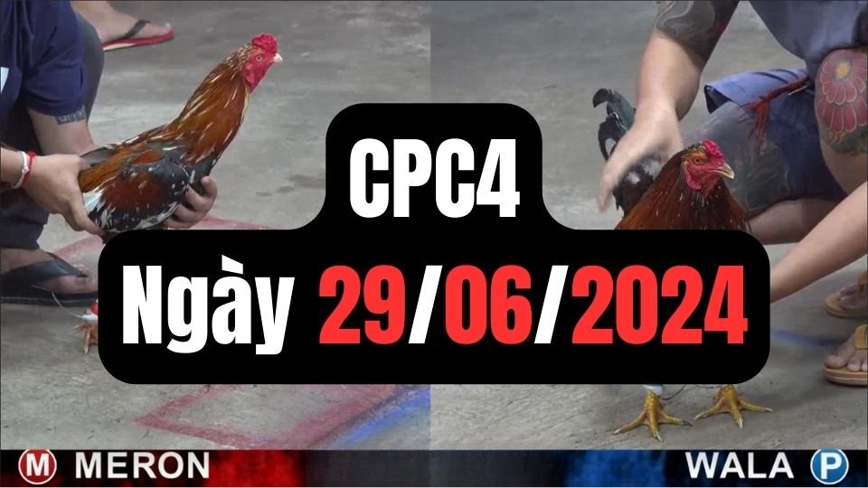 Đá gà thomo CPC4 ngày 29/06/2024