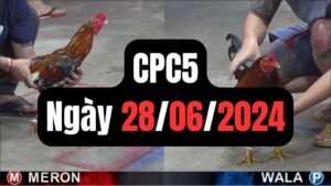 Đá gà thomo CPC5 ngày 28/06/2024