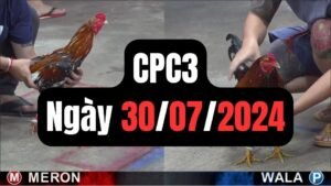 Đá gà thomo CPC3 ngày 30/07/2024