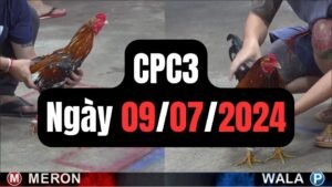 Đá gà thomo CPC3 ngày 09/07/2024