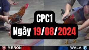 Đá gà thomo CPC1 ngày 19/08/2024