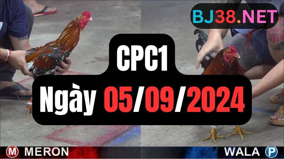 Đá gà thomo CPC1 ngày 05/09/2024